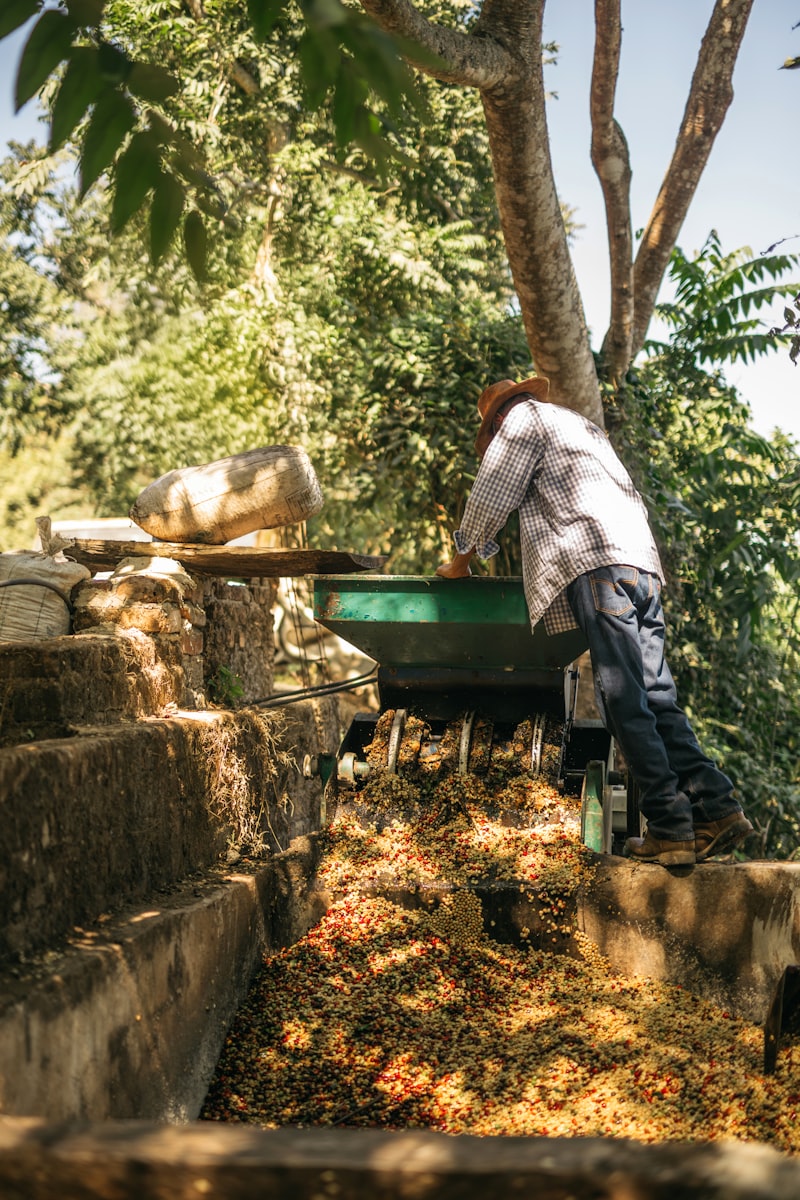 Fruits growing in garden