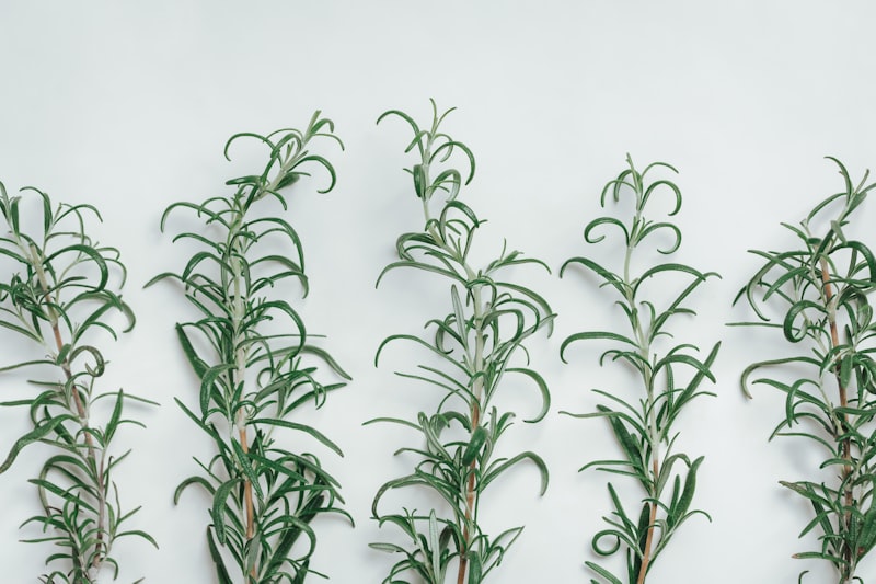 Herbs growing in garden