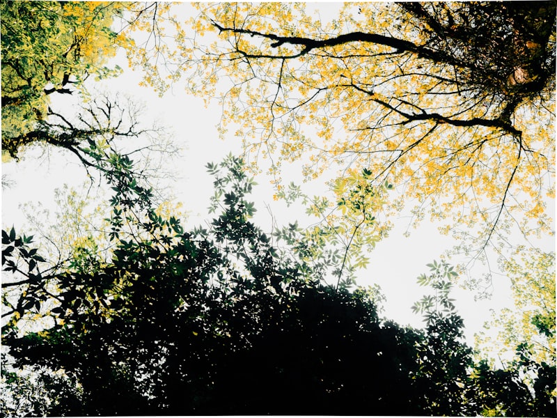 Trees growing in garden