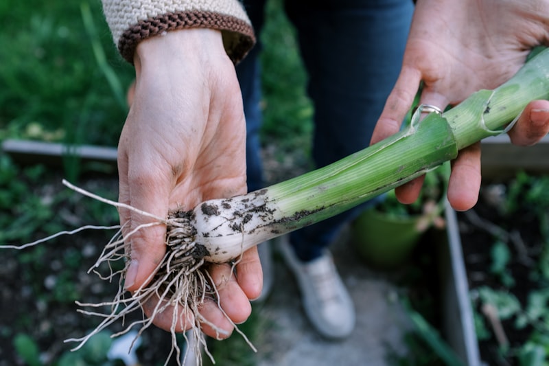 Vegetables growing in garden