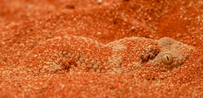 Sandy Clay soil