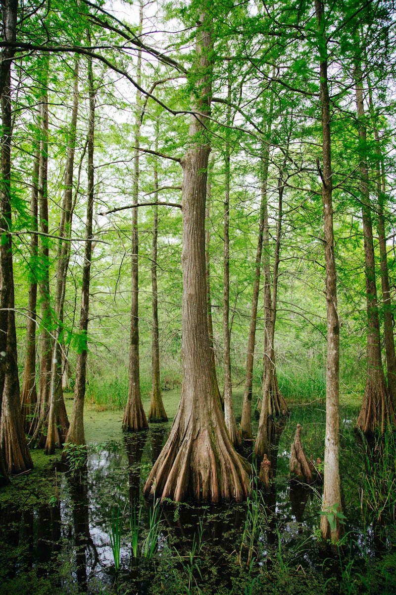 Louisiana landscape