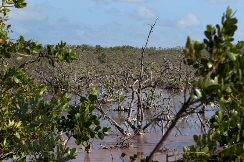 Landscape typical of USDA hardiness Zone 9b
